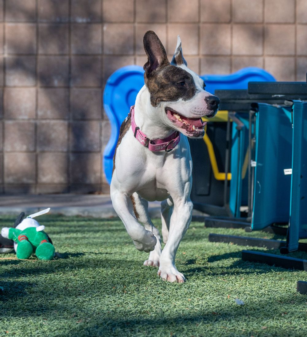 A white and brown pit bull mix leaps energetically across green turf beside blue kennel equipment at an animal shelter.