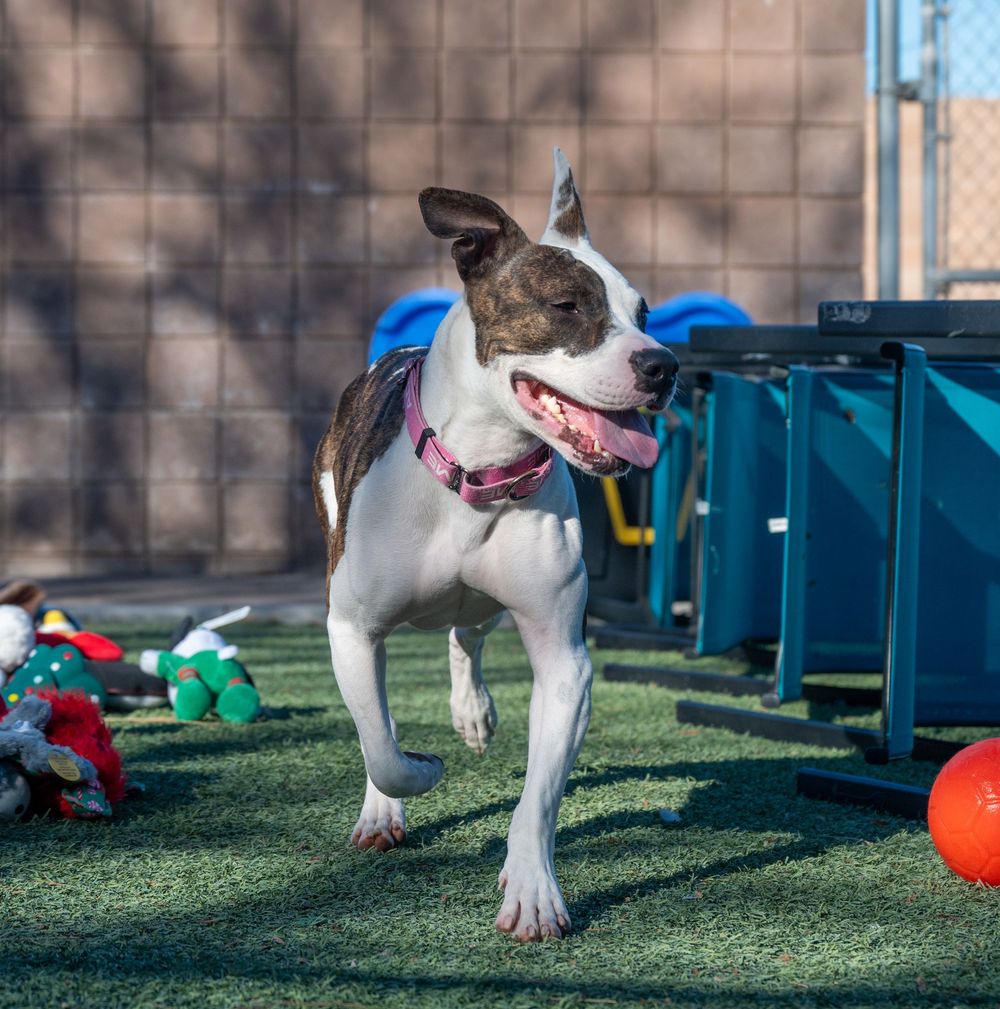 A white and brown pit bull mix runs playfully across artificial turf surrounded by colorful toys at a dog shelter.
