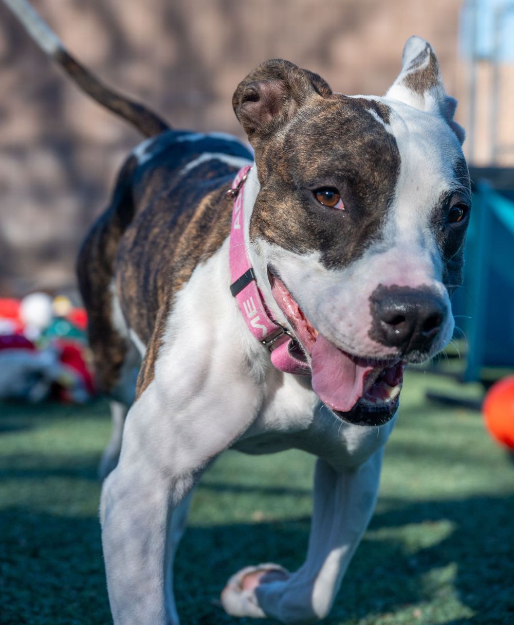 A brindle and white pit bull mix wearing a pink collar runs happily across a sunny outdoor shelter play area.