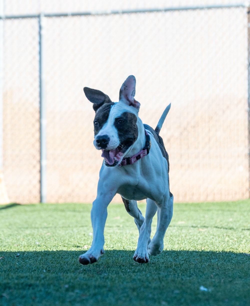 A black and white pit bull mix with a pink collar runs joyfully across a green turf field at an animal shelter.