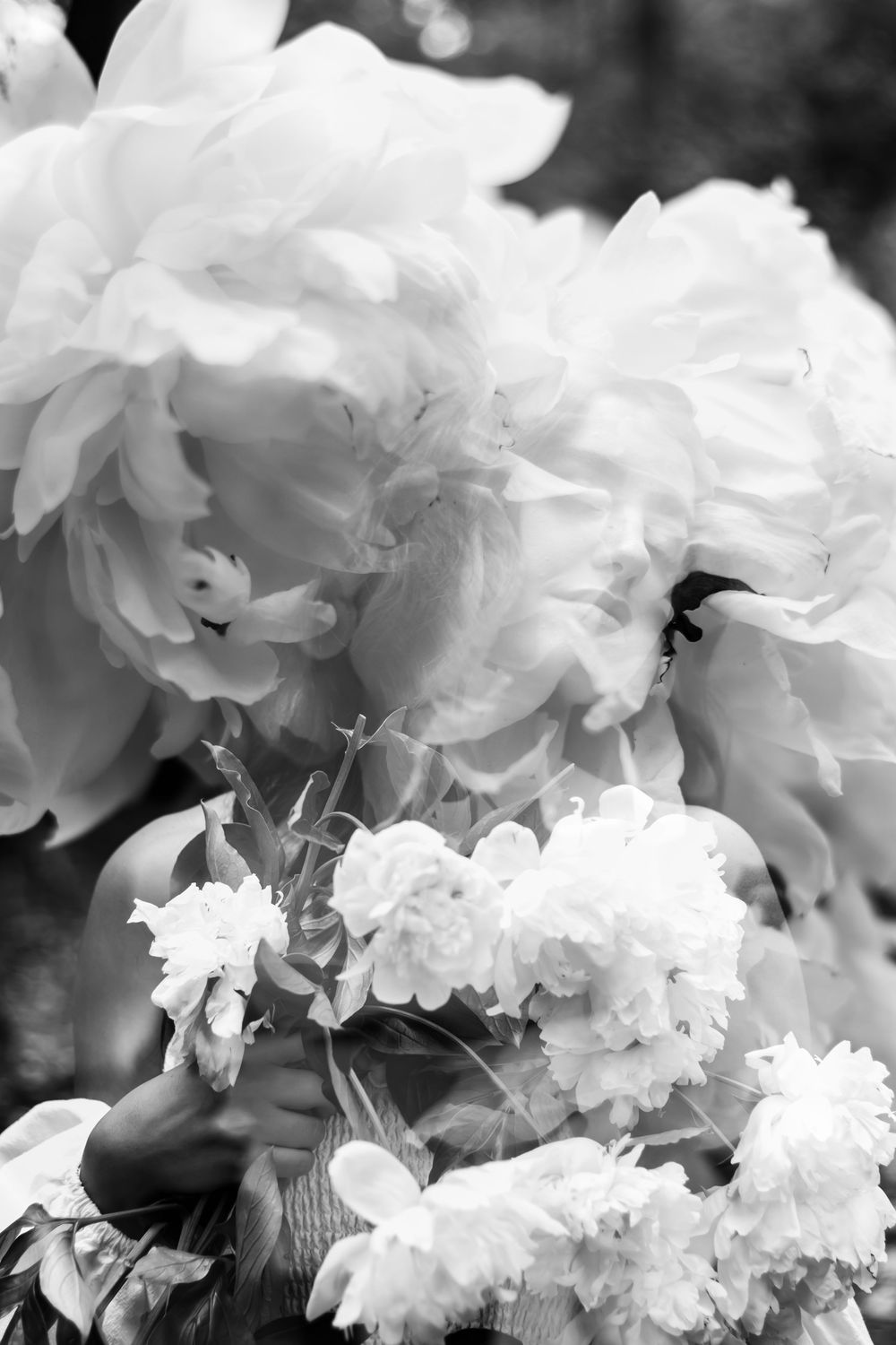 Close-up black and white photograph of delicate white flowers with soft bokeh effect.