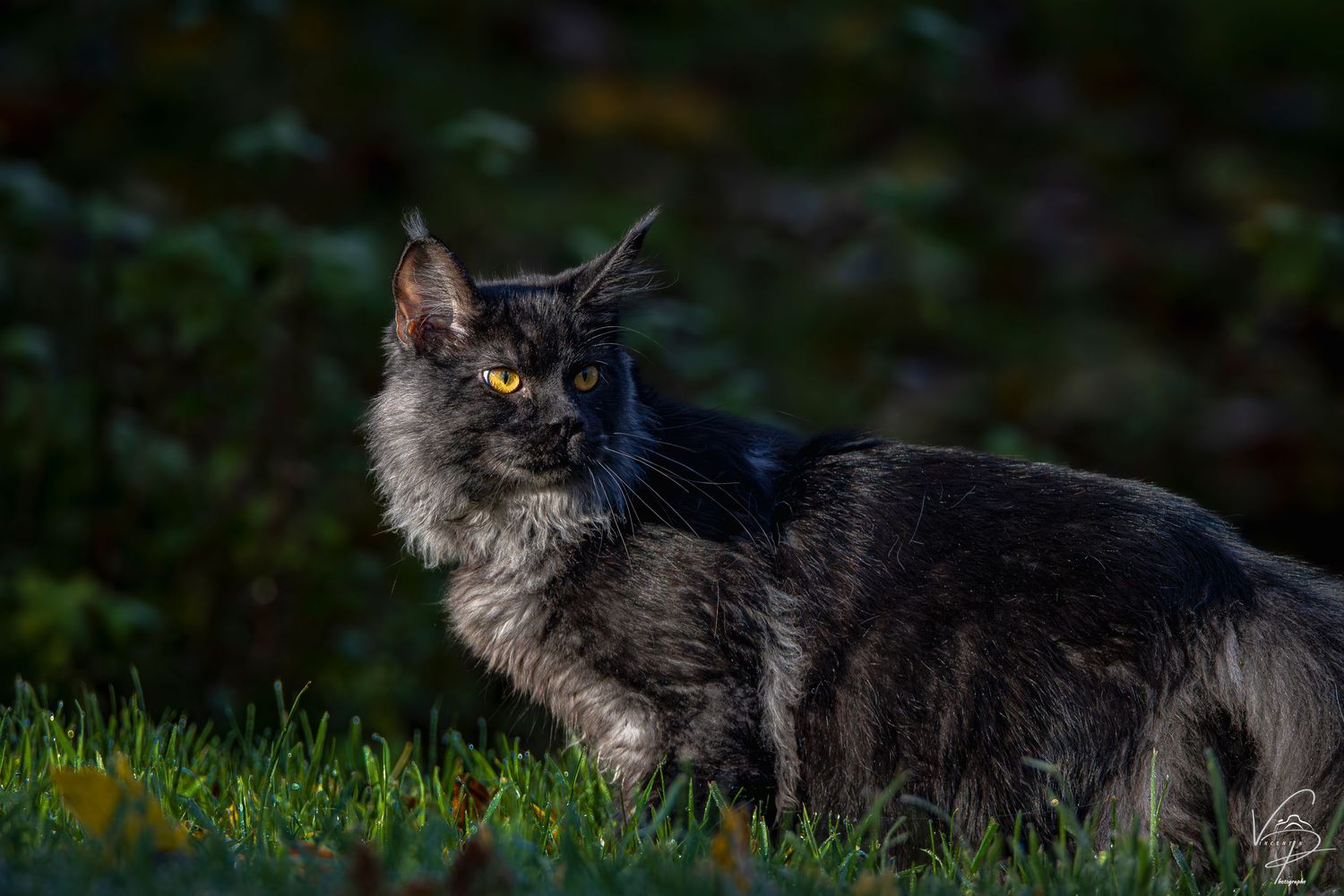 A long-haired black cat lounges gracefully in the grass during golden hour.