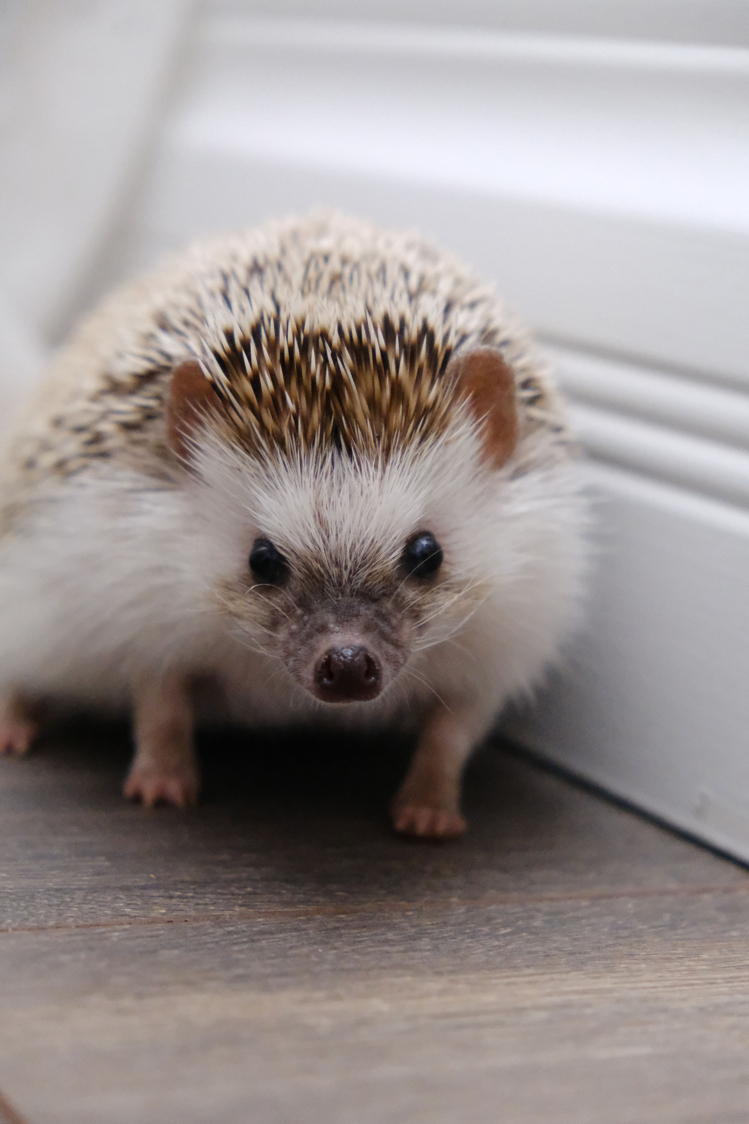 Cute albino hedgehog with pink nose sitting on wooden floor near wall.