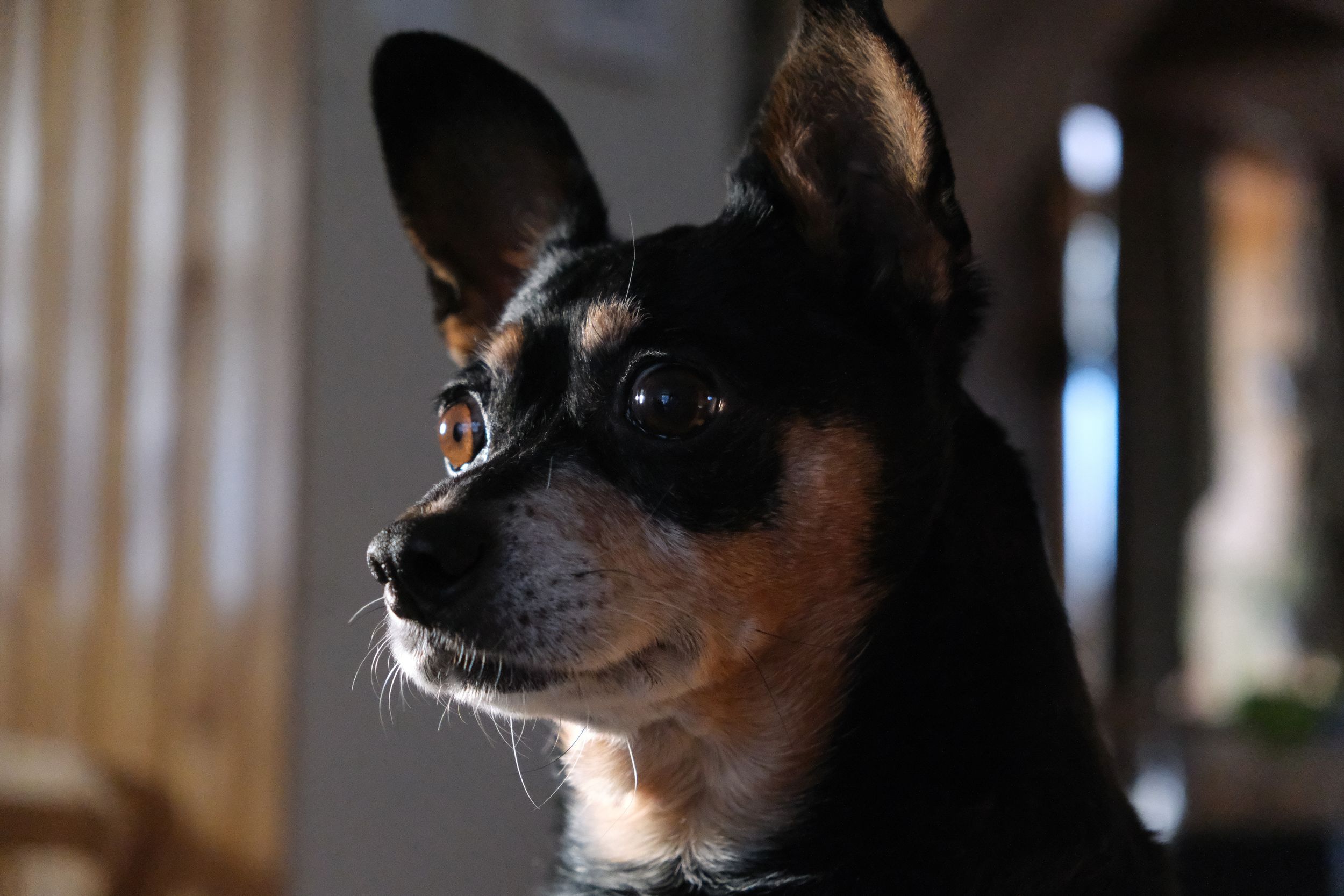 Close-up profile view of a black and tan Chihuahua dog in natural indoor lighting.