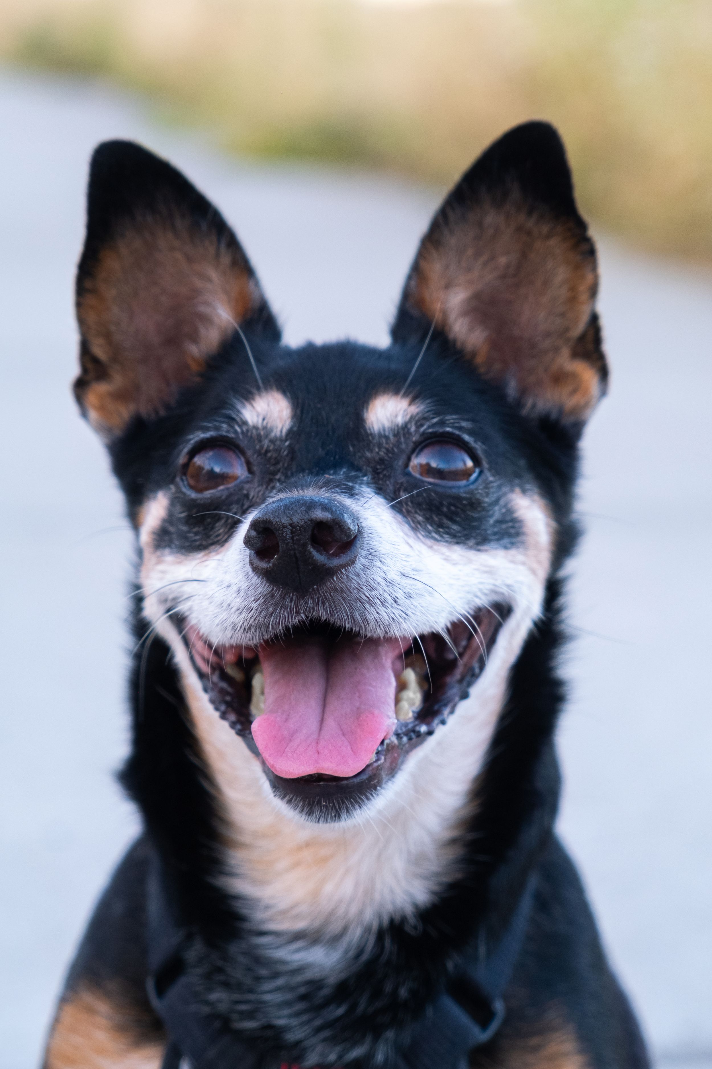 Close-up sequence of a happy Chihuahua dog with black and tan markings.