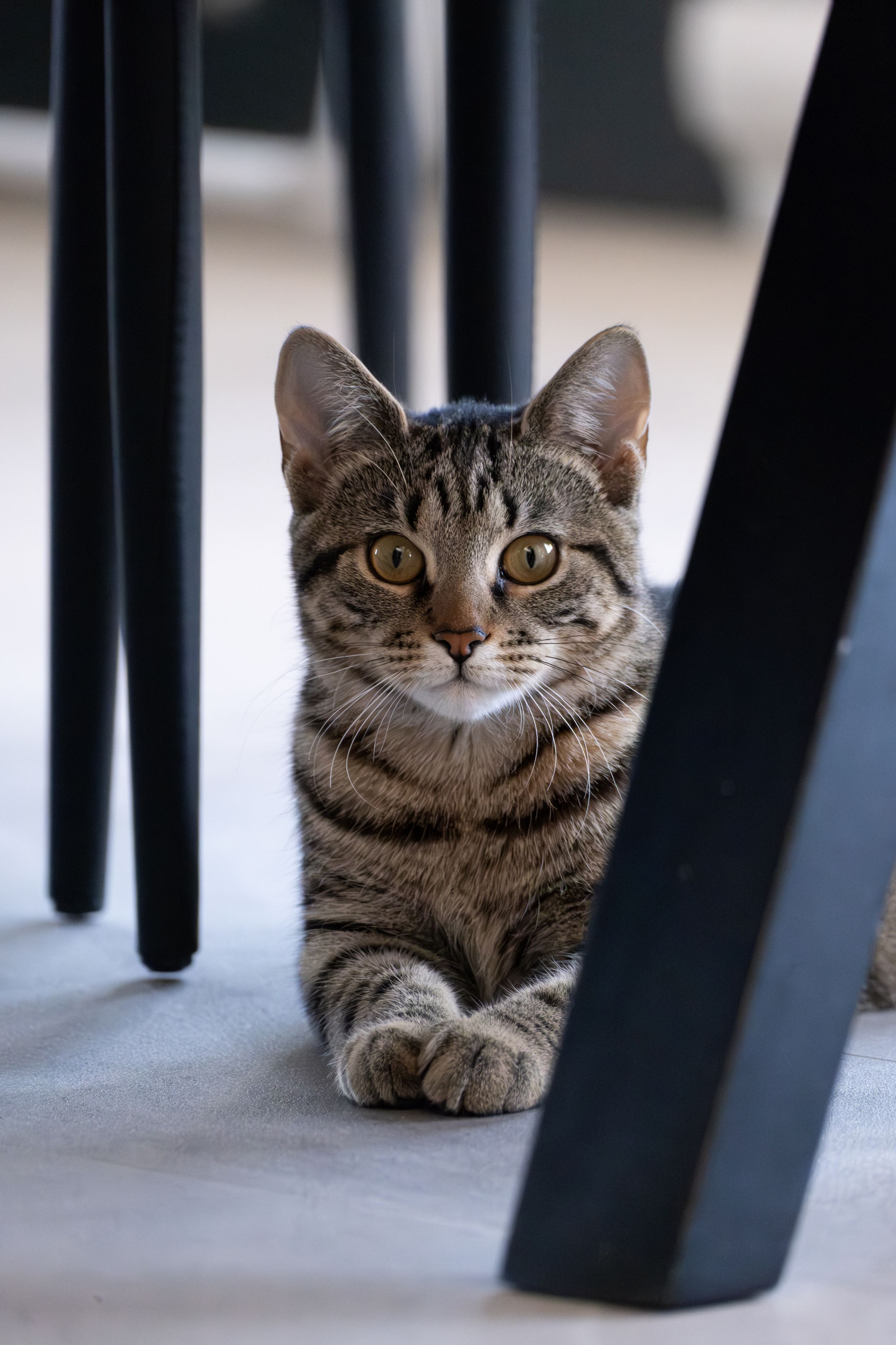 A tabby cat with striking eyes peeks through black chair legs while lying on a light colored floor.