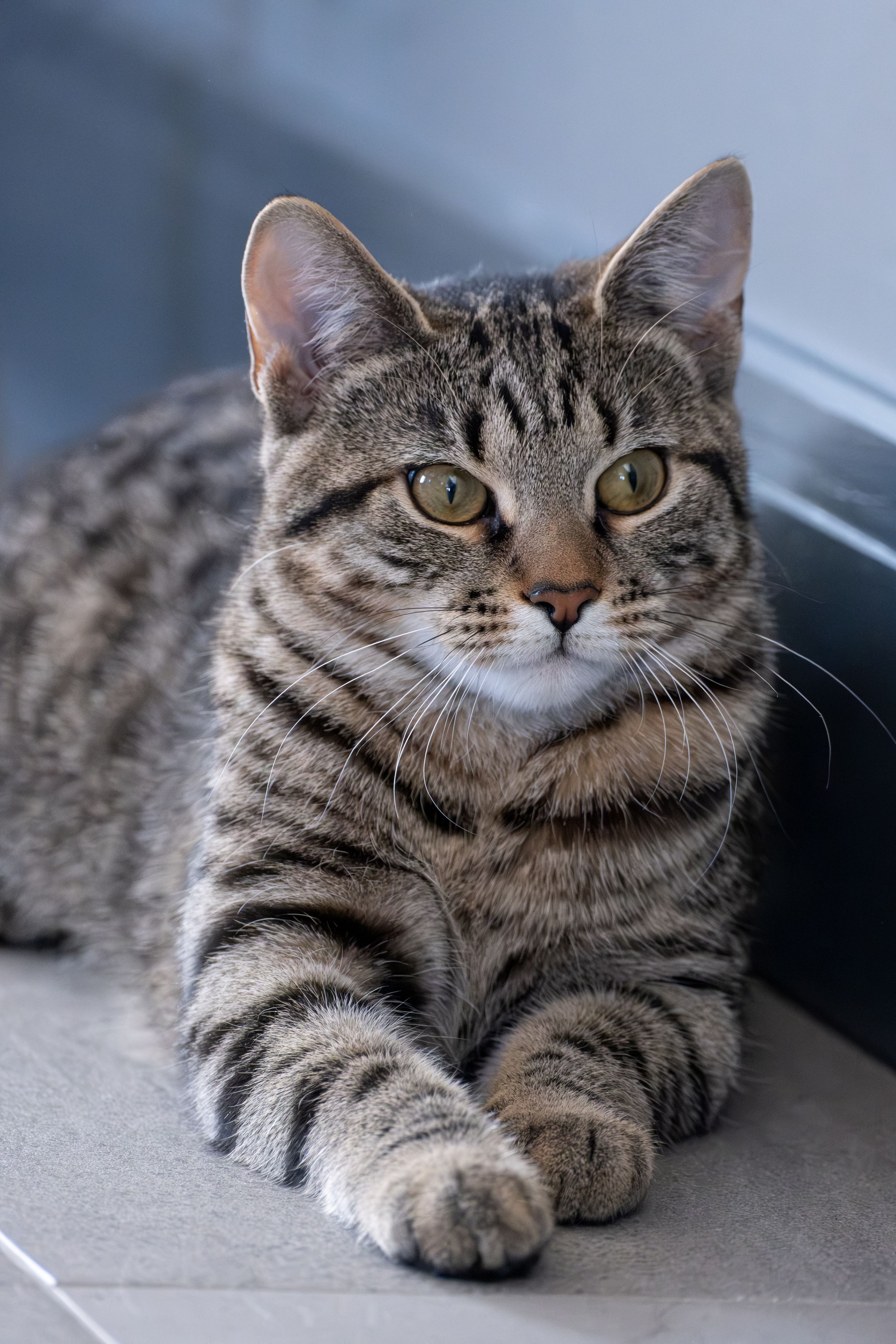 A British Shorthair cat with grey tabby markings lounges on a light surface while looking at the camera.
