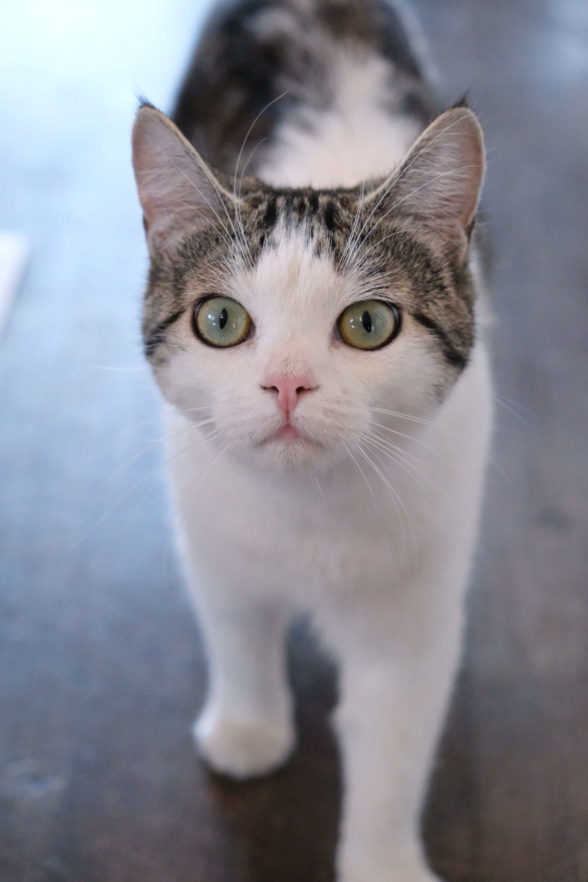 White and tabby cat with bright green eyes looking directly at camera.