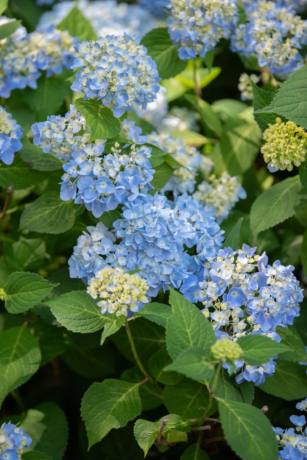 Blue hydrangea flowers blooming with vibrant green leaves in garden setting.