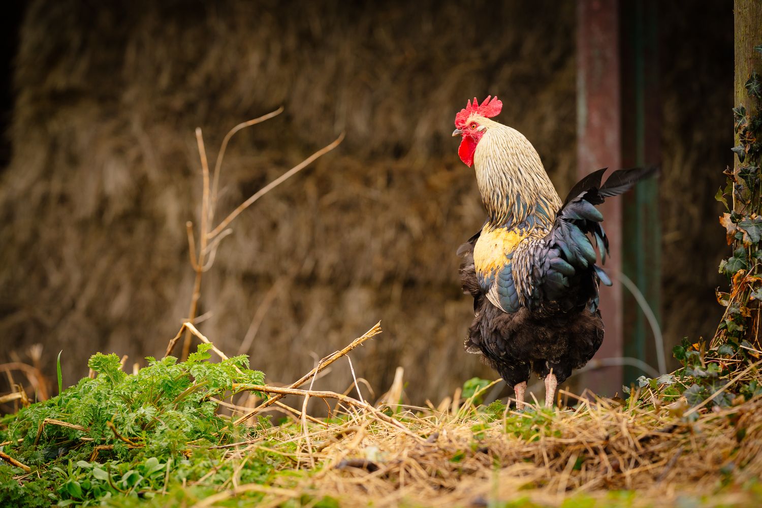 Colorful roosters wandering in a natural outdoor setting with sunlit background.