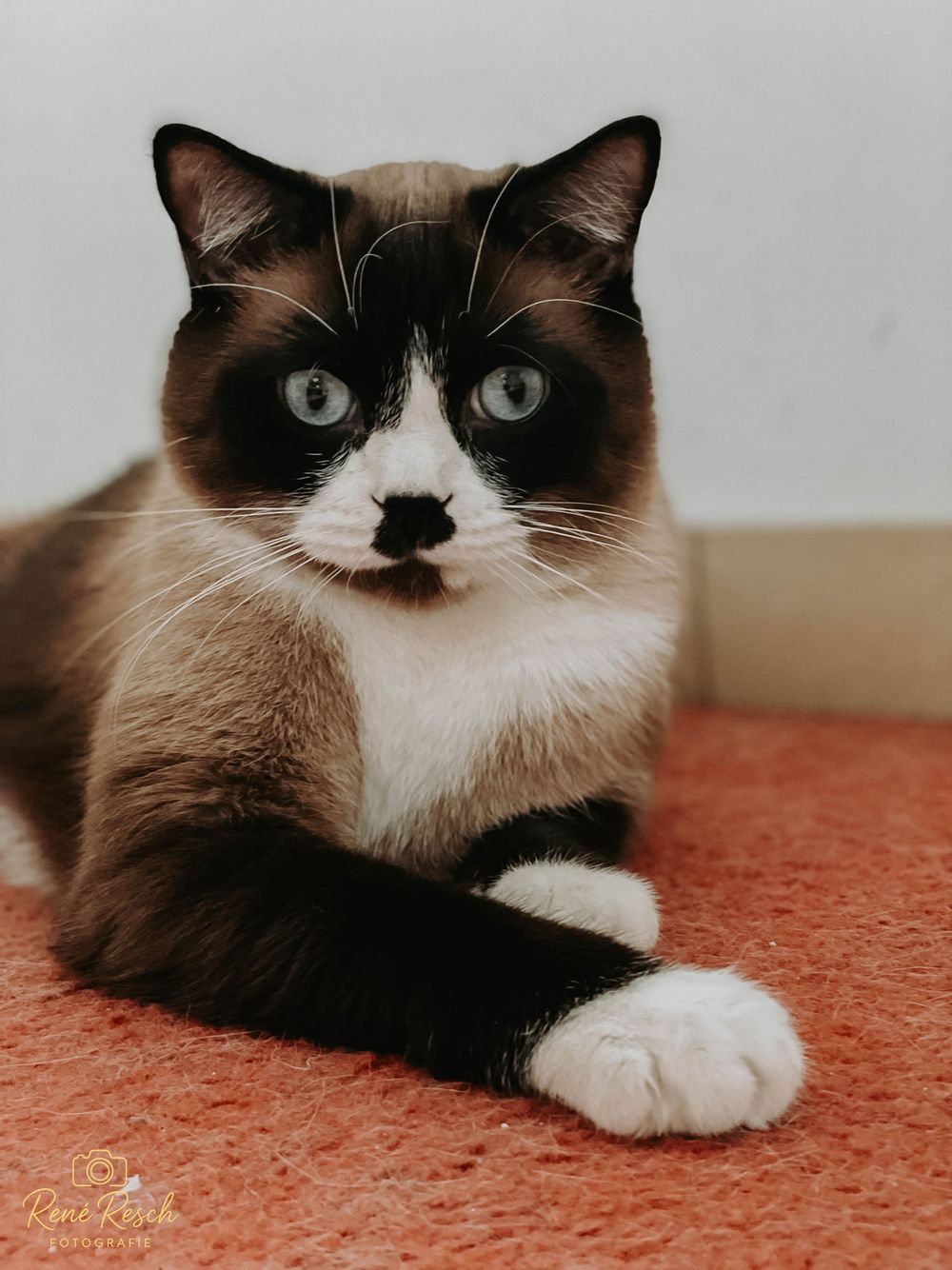 Black and white cat with striking facial markings lounges on orange carpet.