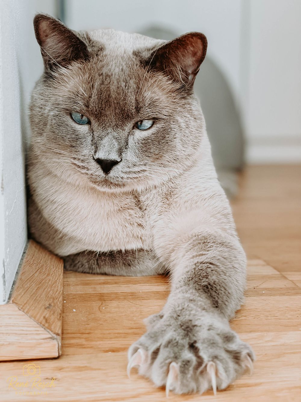 Close-up portrait of a Siamese cat with striking blue eyes lying on wooden floor.