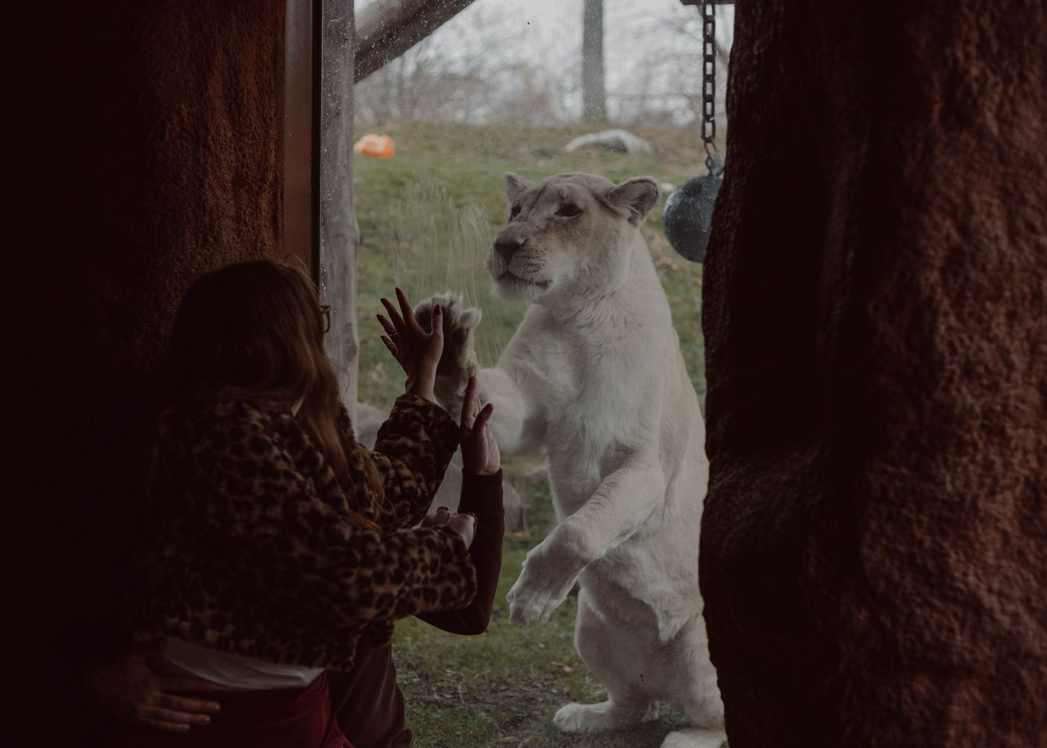 During an engagement session at the Toronto Zoo, a lioness comes up to the window to entertain the cozy couple.