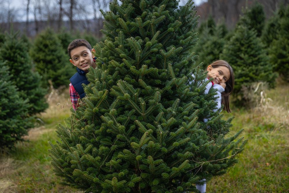 Two children playfully peeking from behind a large green Christmas tree at a tree farm.