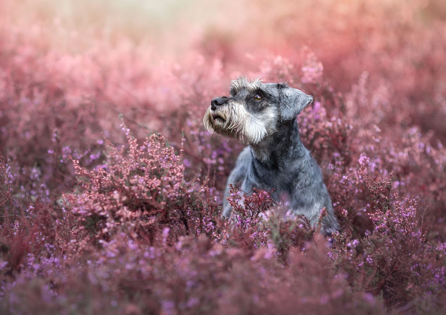 Dog photo shoot Oxford
Professional dog photographer Oxford.
Dog photographer near me
Reactive dog photographer
Dog photo shoot price