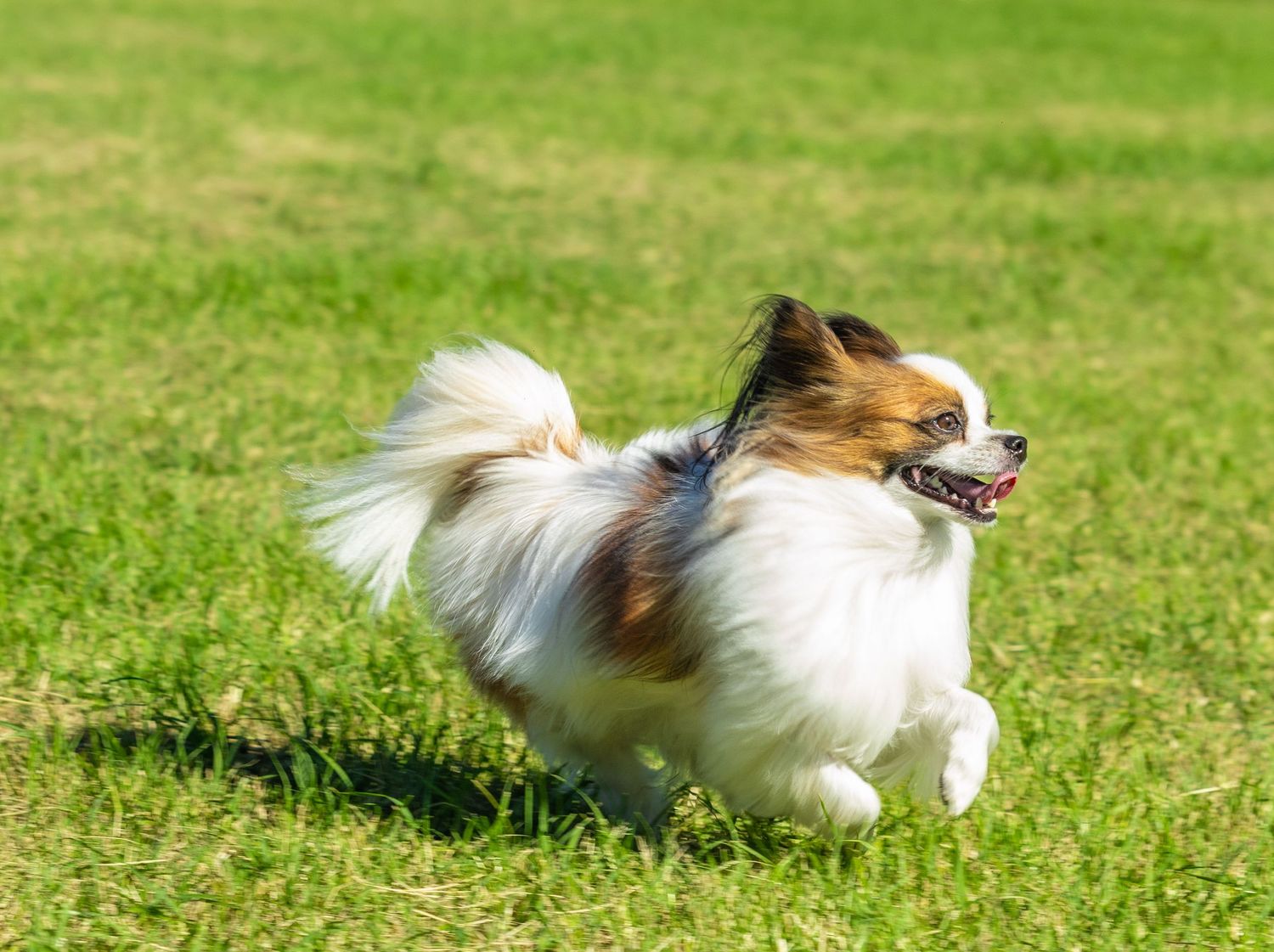 A brown and white Papillon dog runs joyfully across a green grass lawn with its fluffy tail flowing behind.