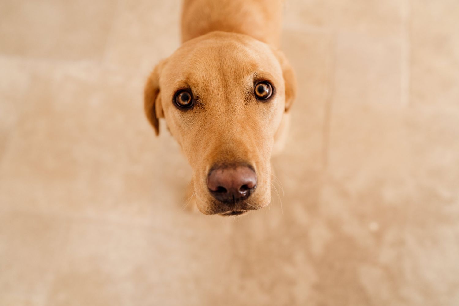 Close up portrait of a golden Labrador dog with warm lighting.