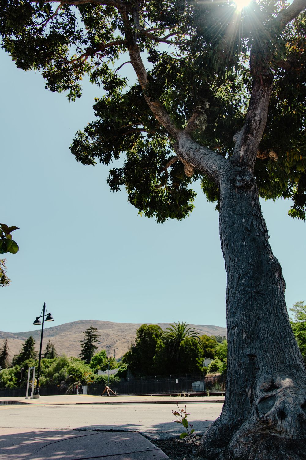 Sun peeks through towering eucalyptus trees in a coastal California park with hills in the background.