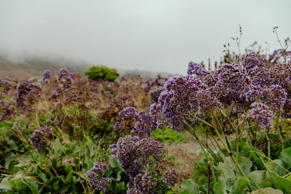 Purple wildflowers bloom in foggy coastal terrain with green vegetation.