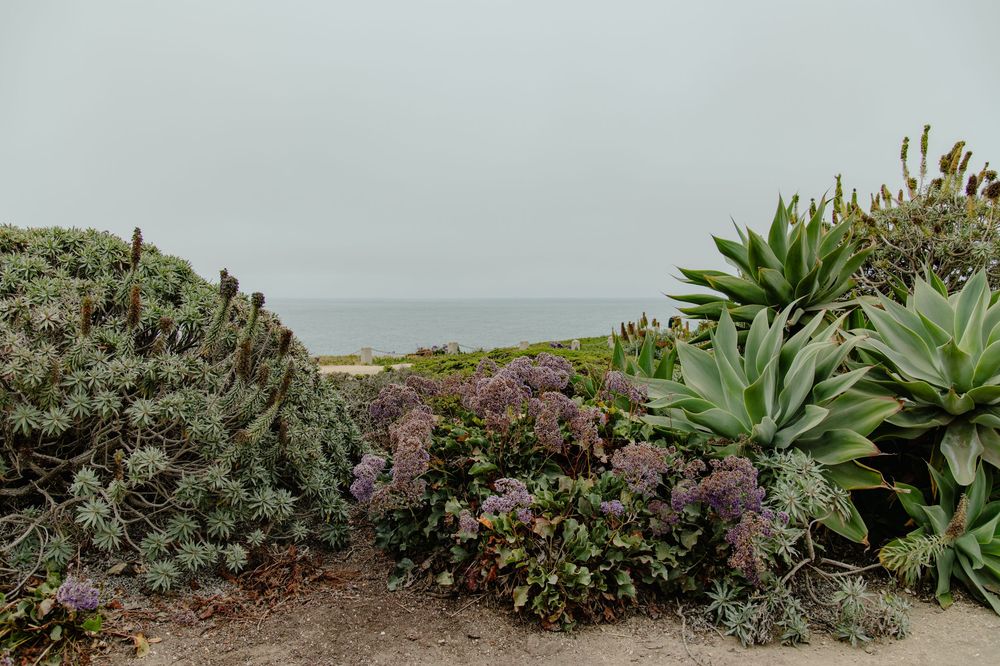 Rolling coastal hills with agave plants and succulents along a rugged shoreline on a misty day.