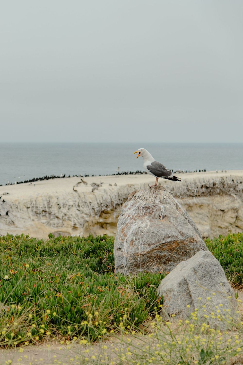 Seagulls perch on white rocks along a coastal cliff with yellow wildflowers in the foreground.