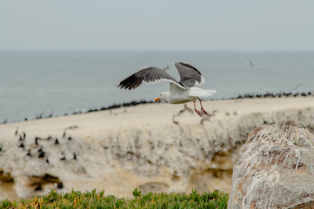 A seagull spreads its wings while landing on a rocky coastal cliff.