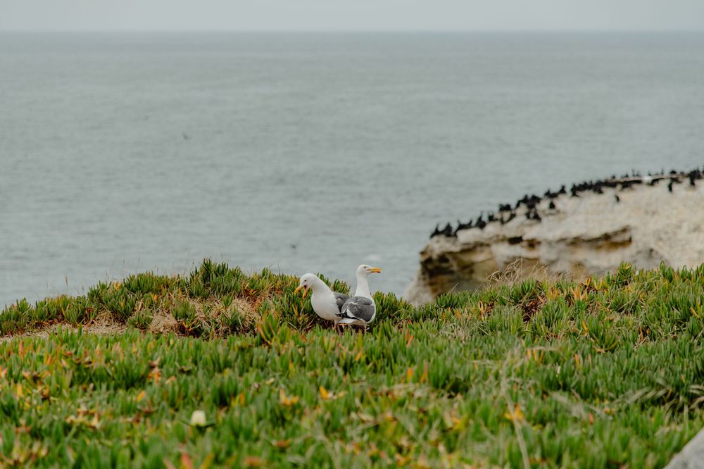 Seagull perched in green coastal vegetation with ocean cliffs in background.