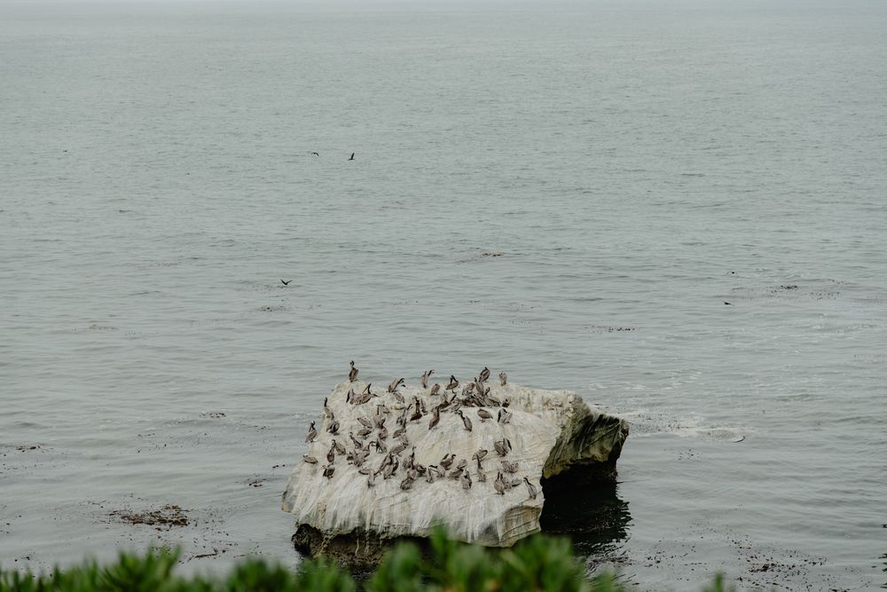 A group of seabirds perched on a large rock formation in the ocean on a misty day.