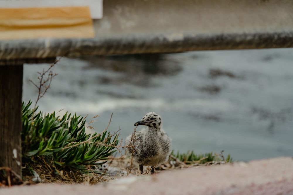 A small shore bird stands among grass and plants near the water's edge.