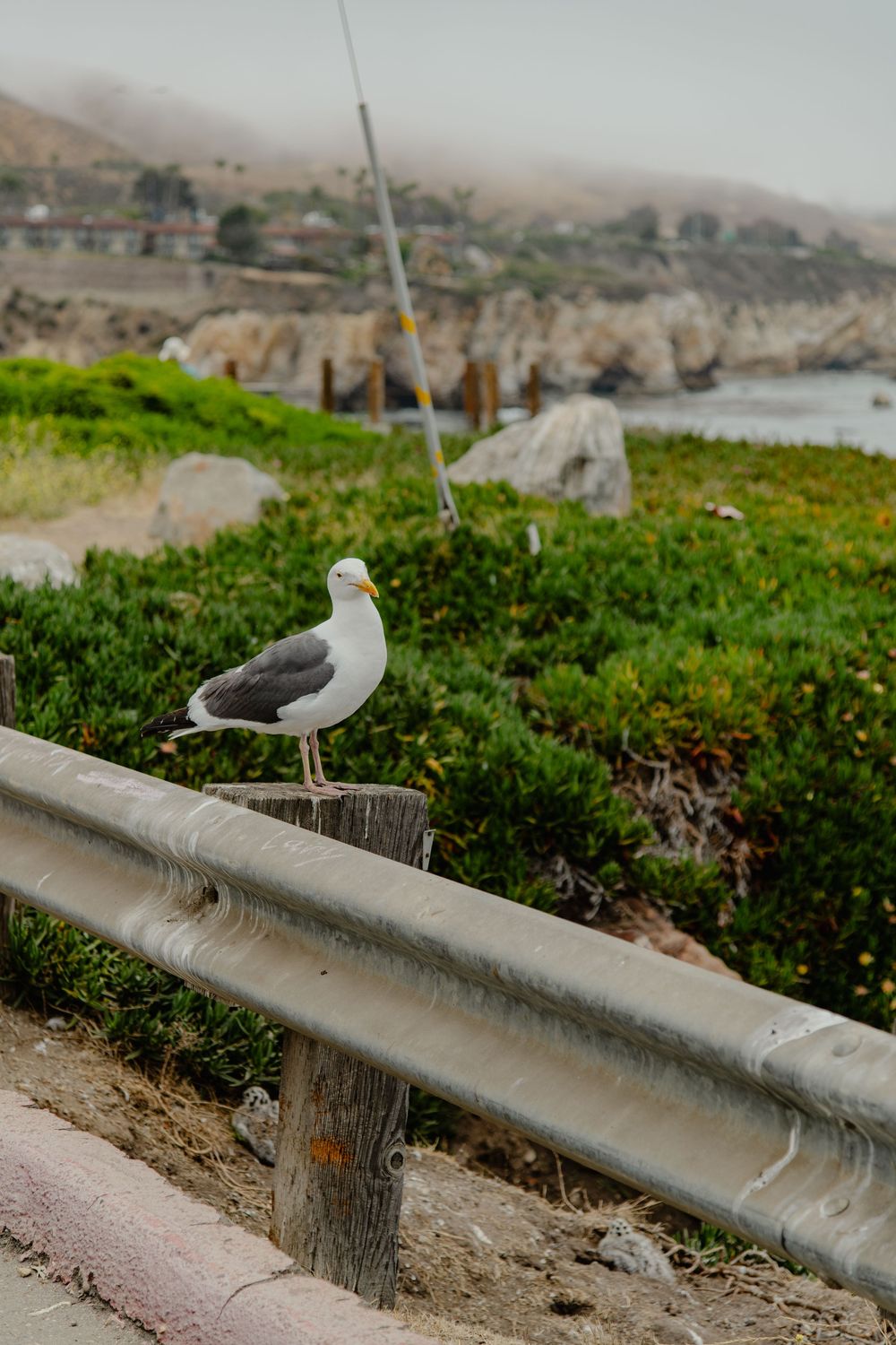 A seagull perches on a guardrail along a coastal road with misty cliffs and ocean views in the background.
