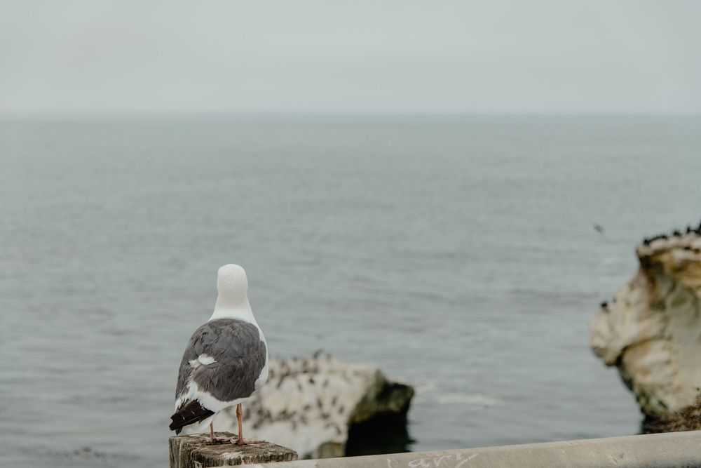 Seagull stands on rocky cliff edge overlooking misty ocean waters.