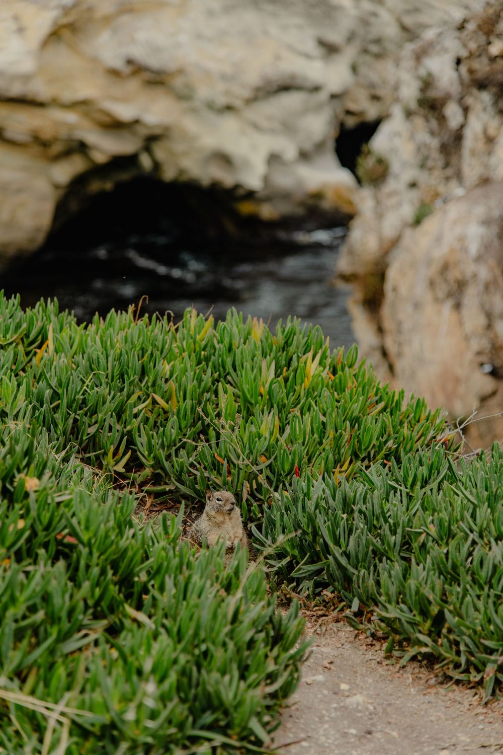 Succulent green ice plant growing along a coastal rocky pathway on a bright sunny day.