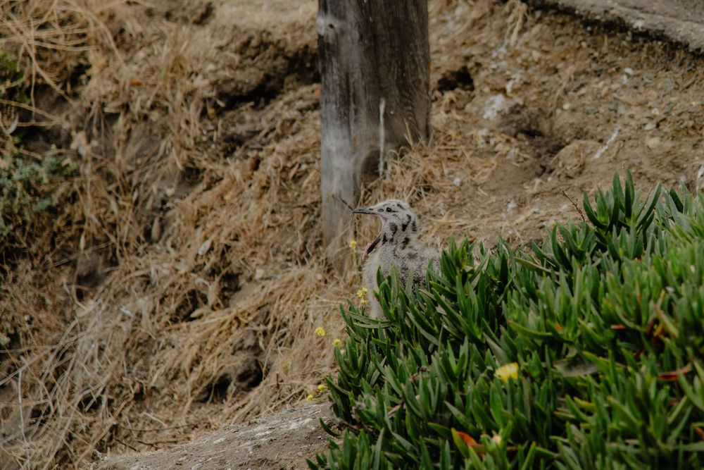 Ground squirrel peering from burrow among coastal vegetation and wooden post.