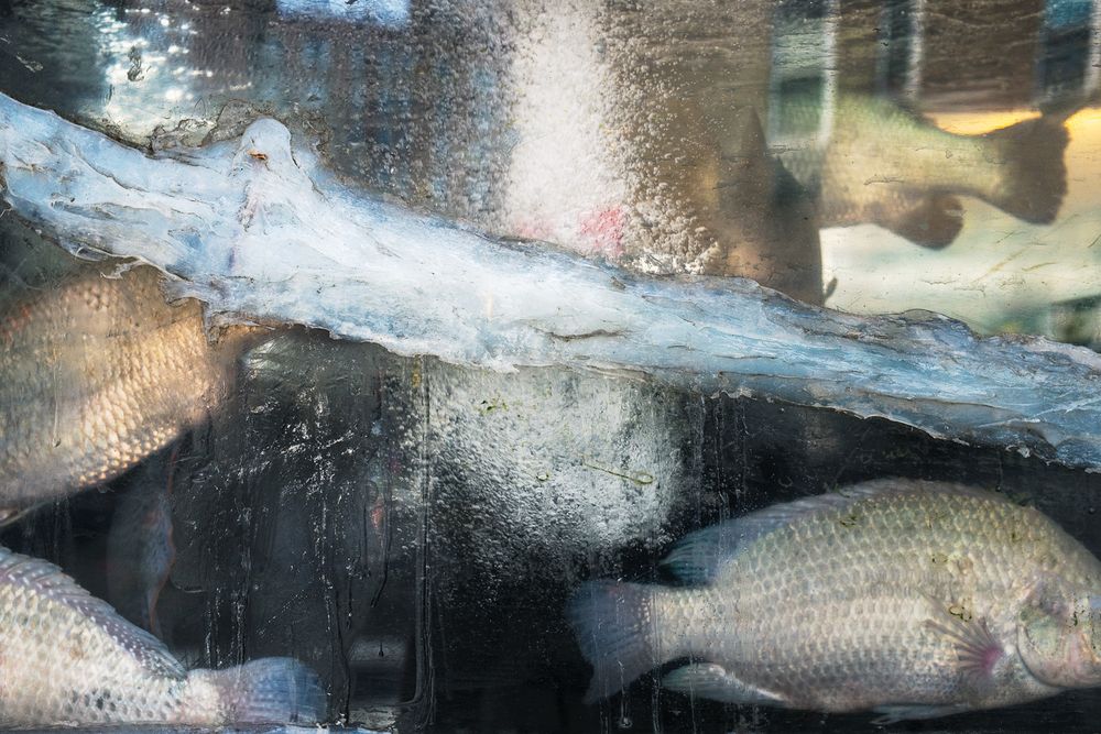 Fresh raw fish fillets lined up on display in a market showing their silvery scales and flesh.