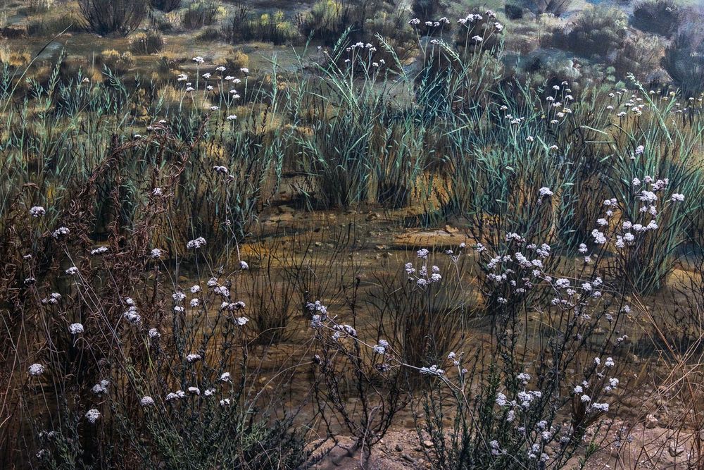 Small white wildflowers grow among tall grass and desert brush in a rugged desert landscape.