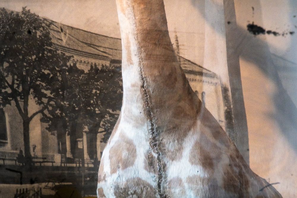 Multiple sepia-toned vintage photographs showing double exposure effects with blurred tree trunks and buildings.