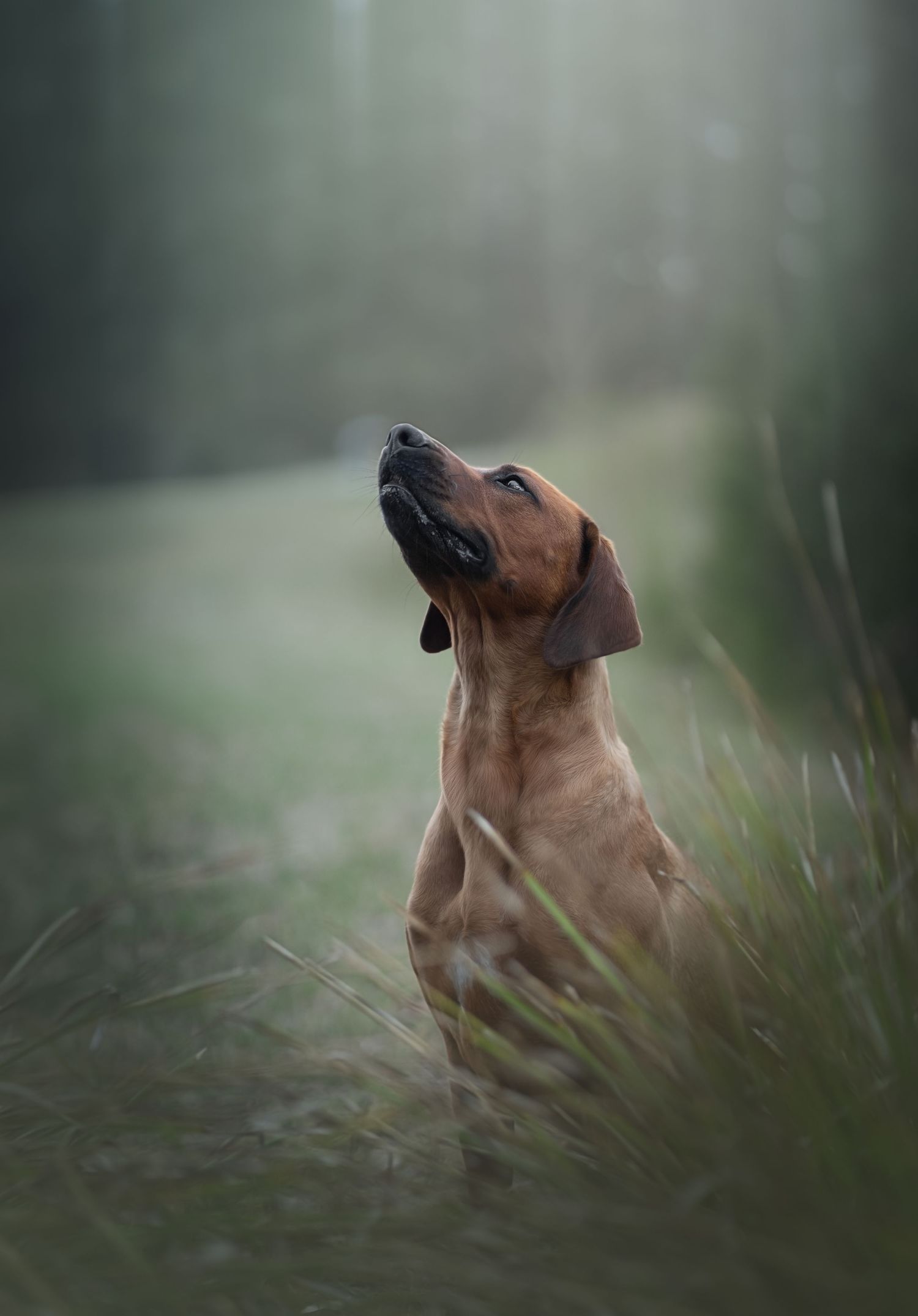 Rhodesian Ridgeback portrait photography in Melbourne