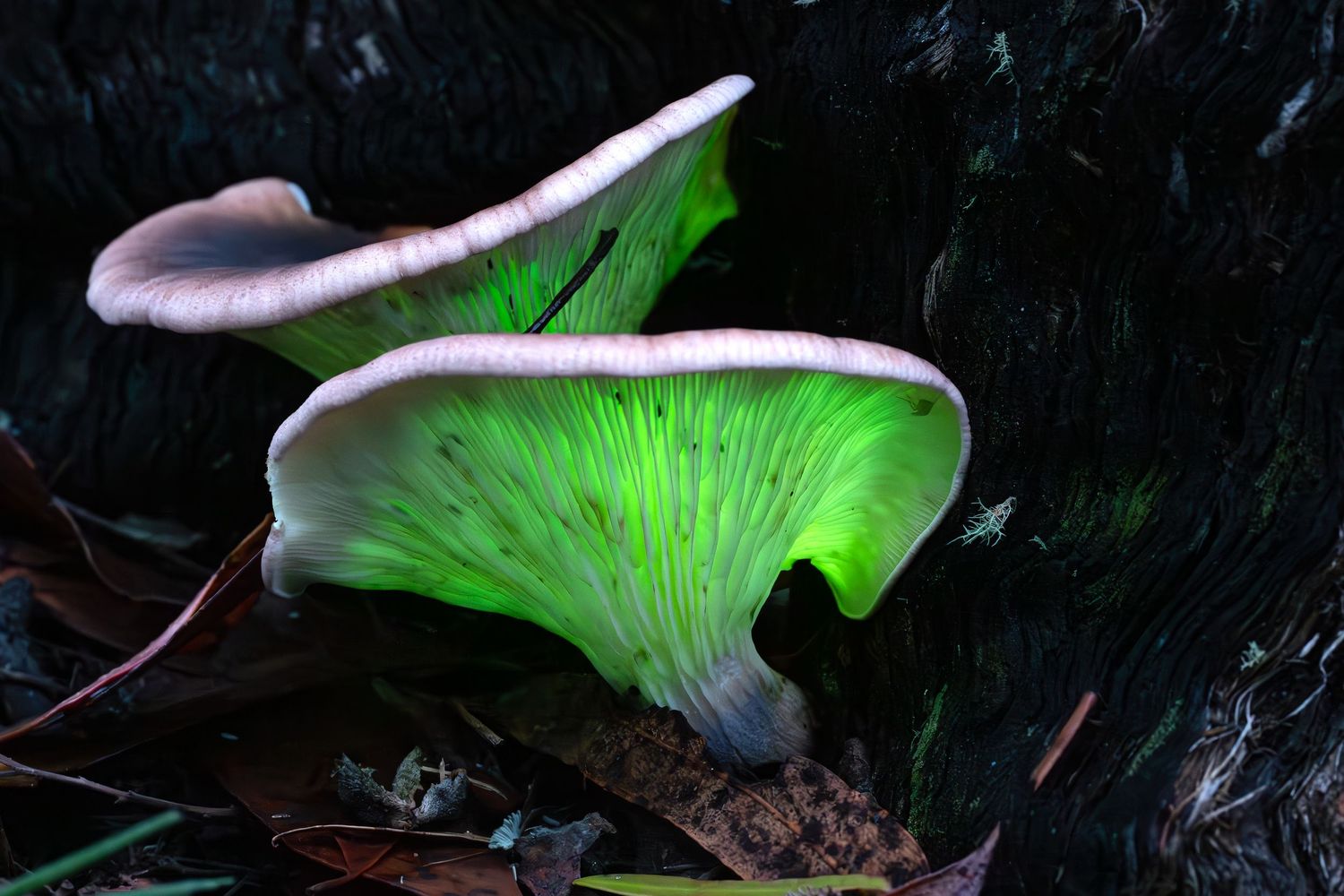 Canberra area ghost fungi