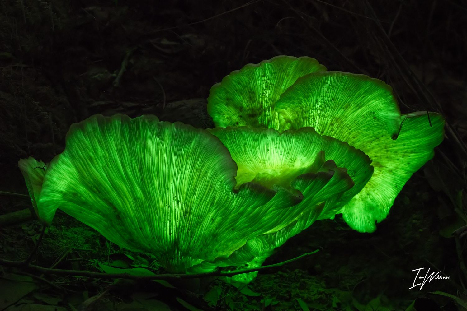 Ghost fungi