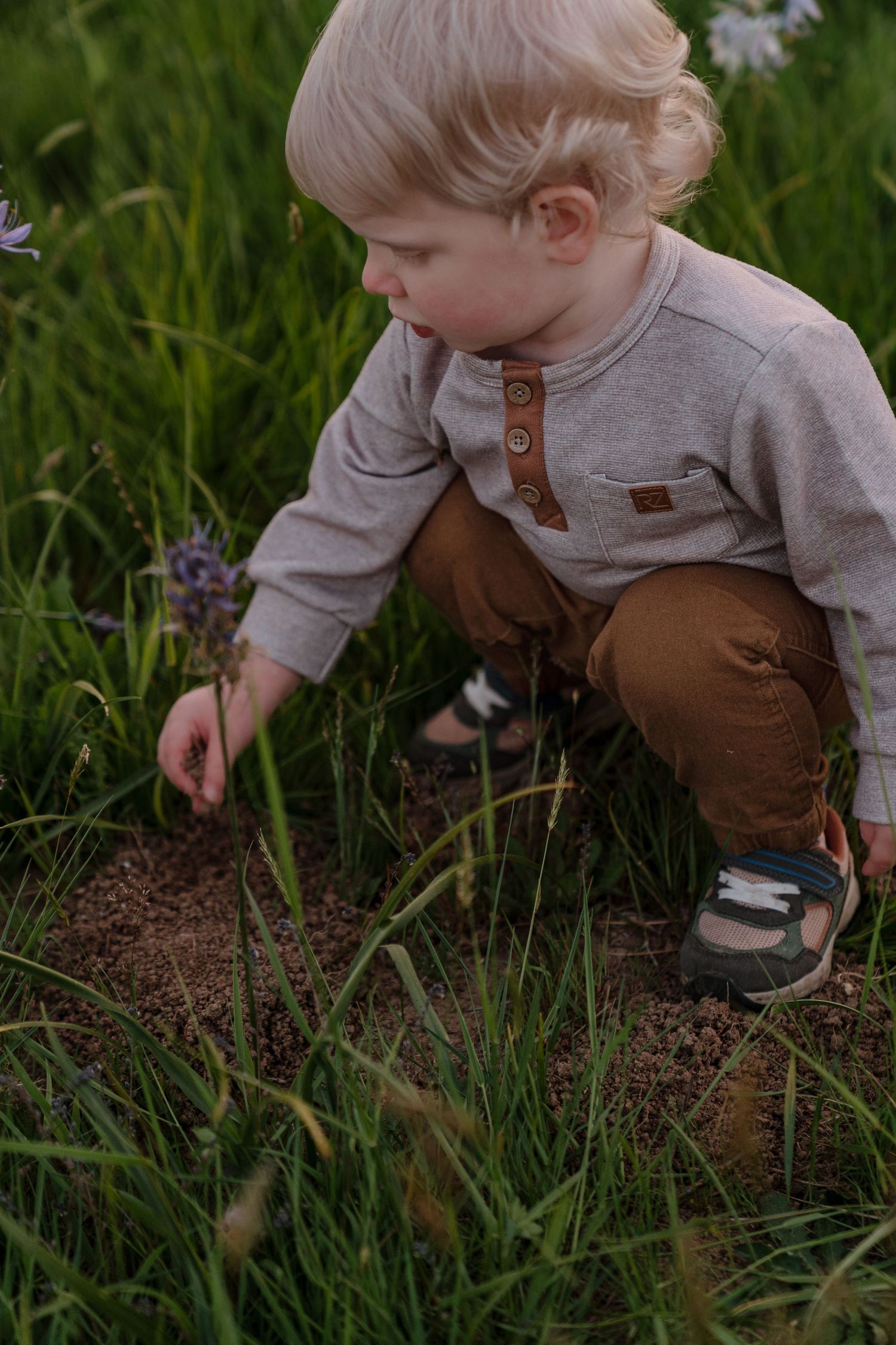 Toddler boy in gray shirt and brown pants crouching in green grass, curiously examining purple wildflowers outdoors.
