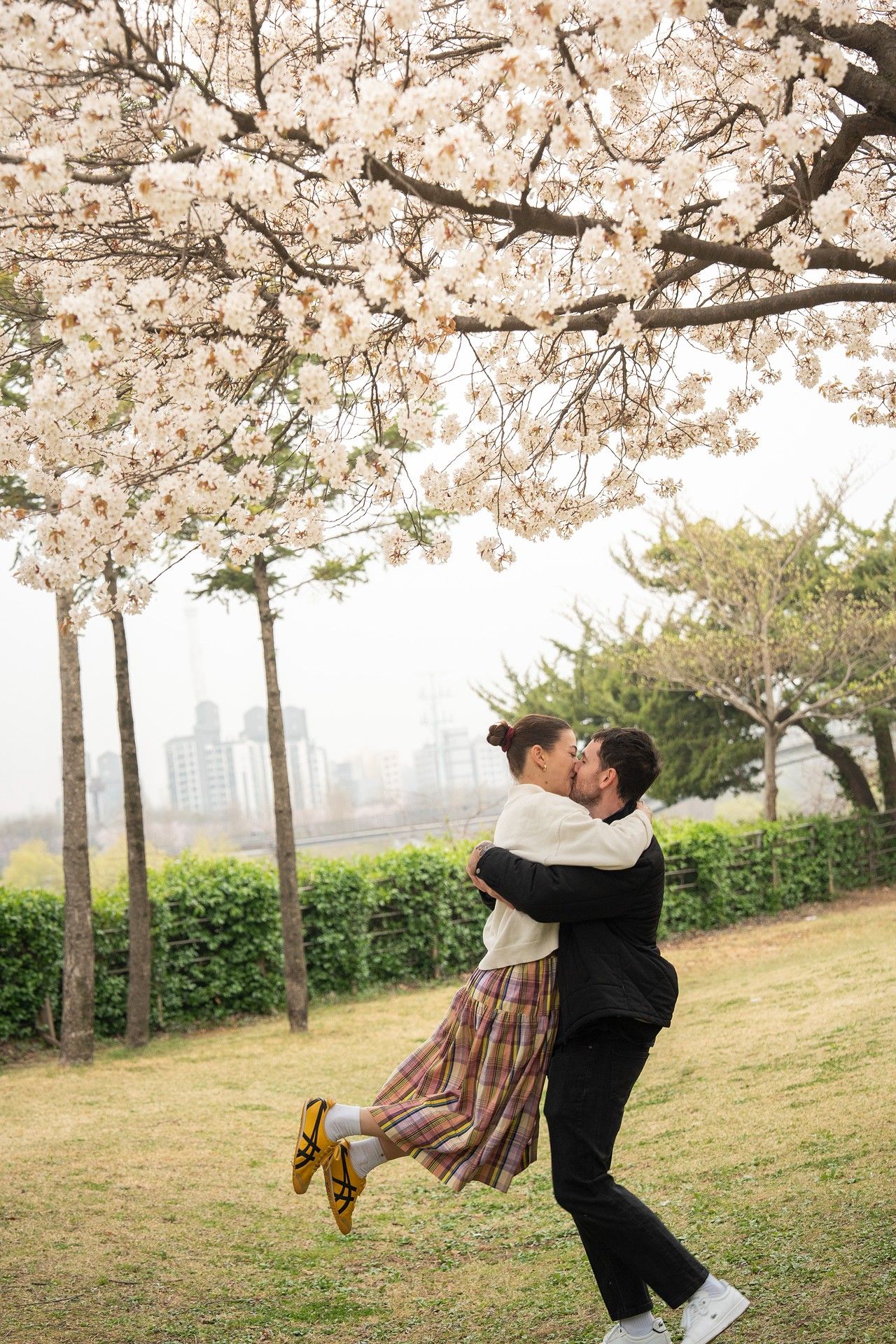 Couple sharing a romantic kiss under blooming cherry blossom trees in a park during spring.