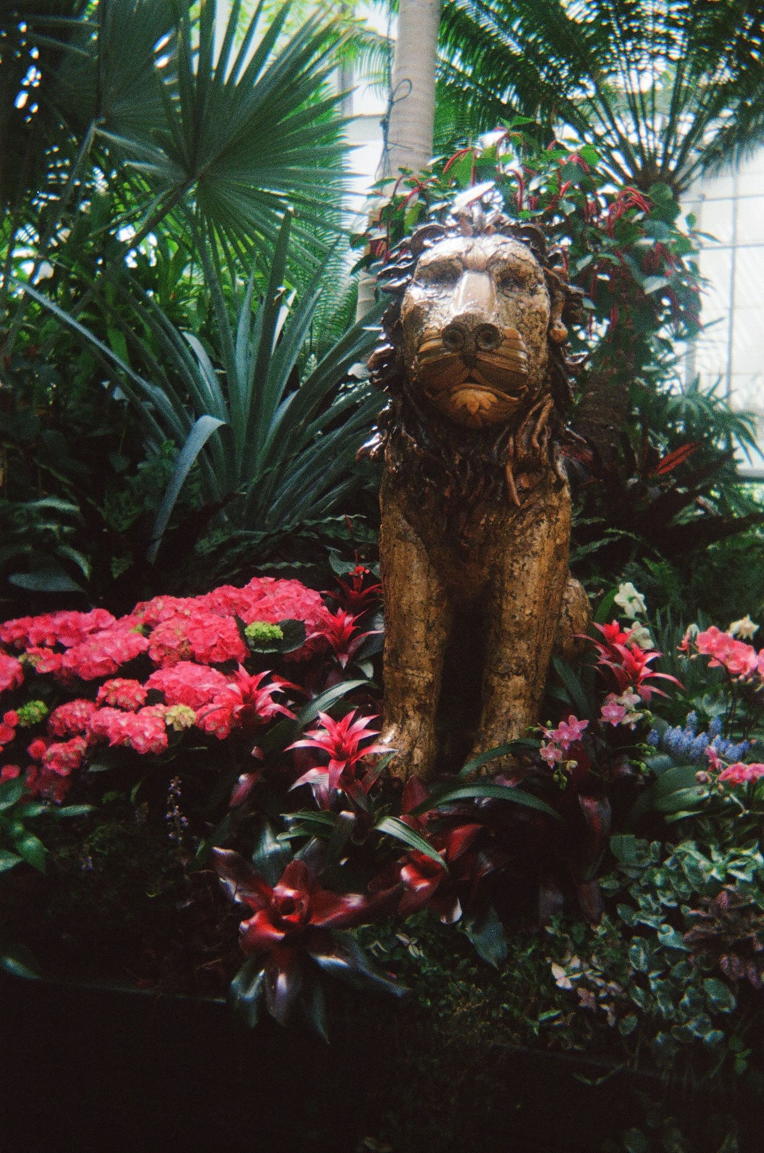 lion on film at biltmore gardens