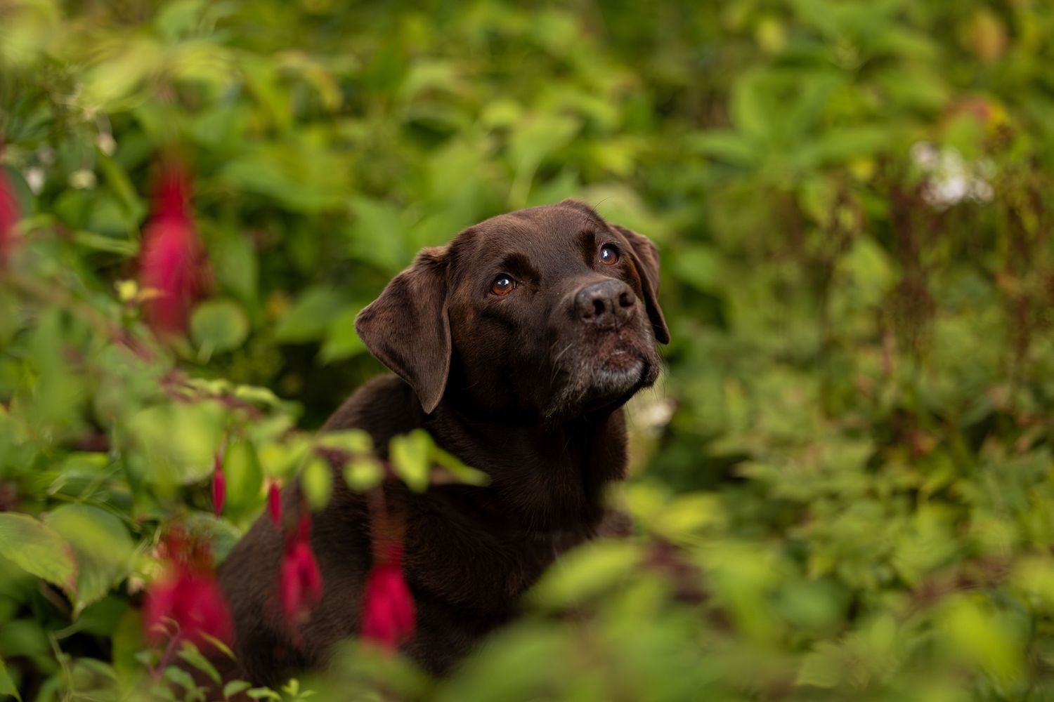 Outdoor dog portrait in natural landscape