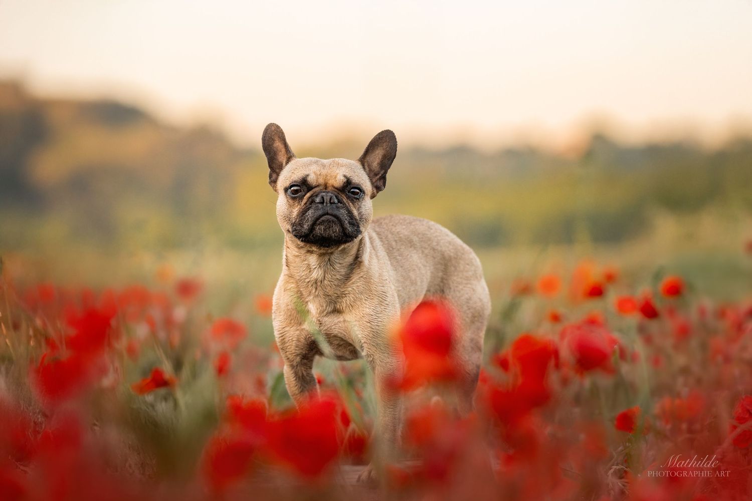 photographe chien
séance photo chien
photographie animaux de compagnie
portrait de chien
photo chien extérieur
photographe Drôme Valence