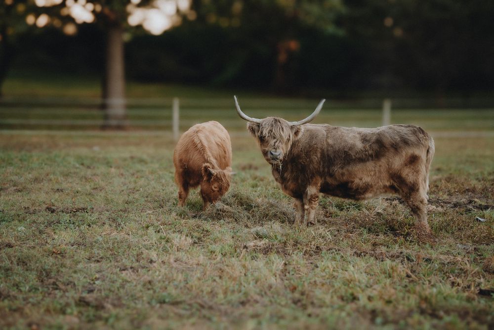 Highland cattle with long horns lounging in a grassy pasture during autumn.