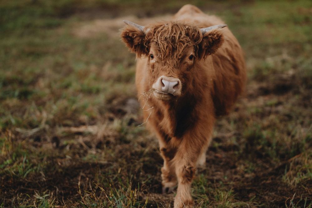 Close-up view of Highland cattle with their characteristic fluffy reddish-brown fur.