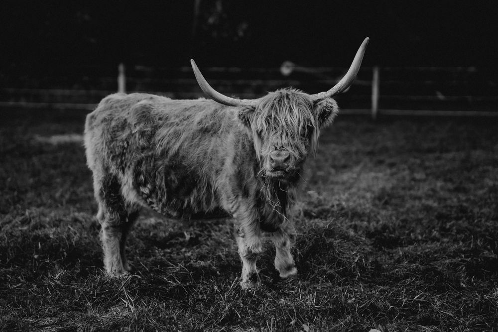 Black and white portrait of Highland cattle with their distinctive horns and shaggy coats.