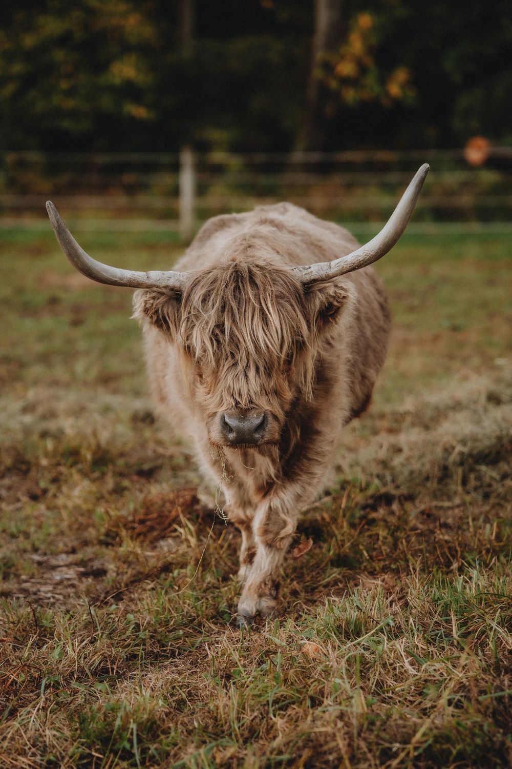 Highland cow with long horns walking through dry grass in autumn light.