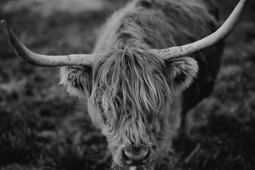 Dramatic black and white portrait of a Highland cow's face showing its impressive horns.