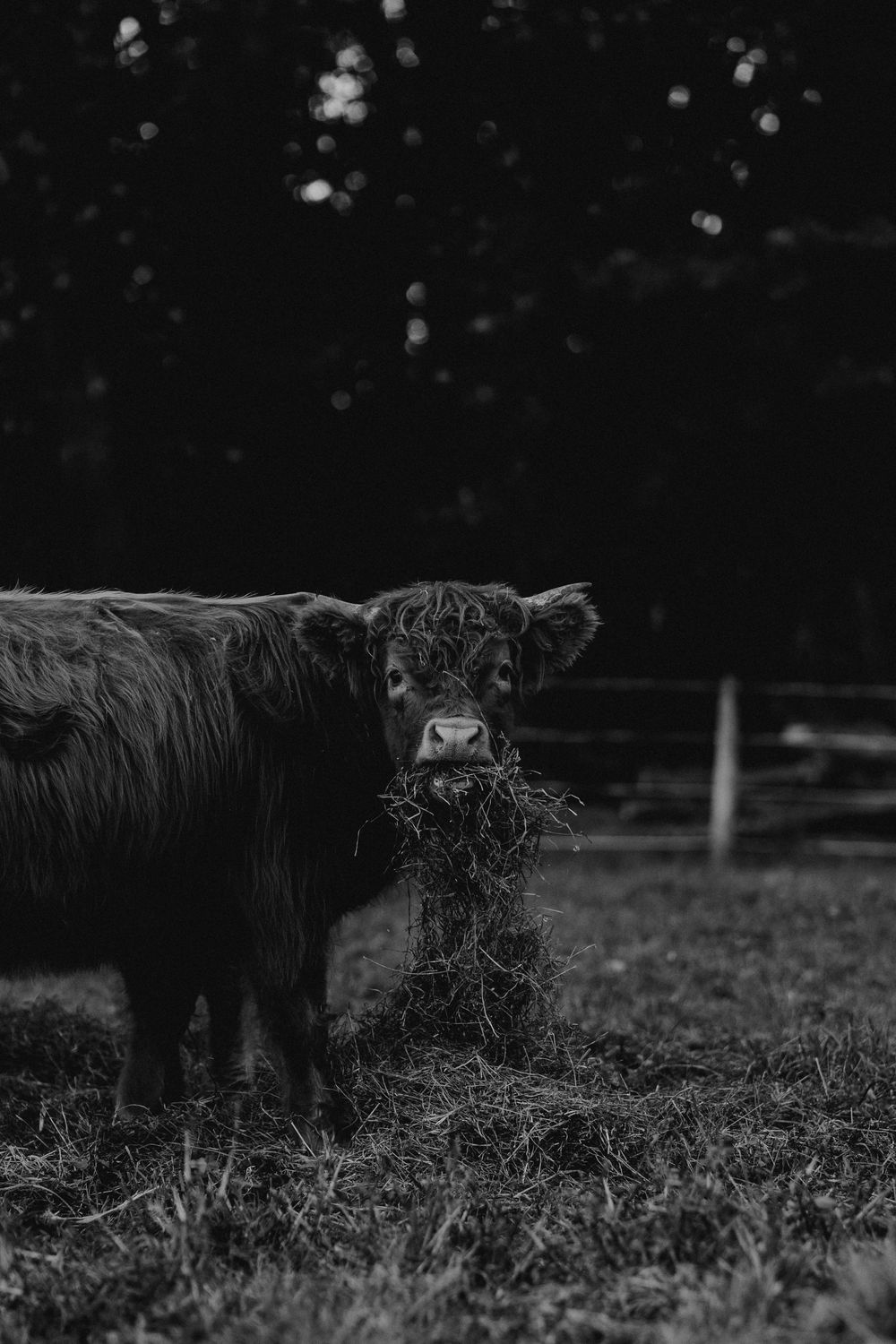Moody black and white image of Highland cattle grazing in evening light.
